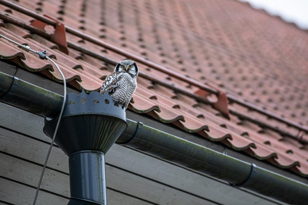 A Northern Hawk-Owl sits perched on a house rain gutter under a tiled roof.